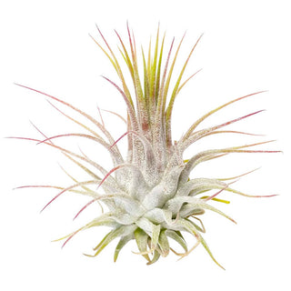 Live Ionantha Guatemala Air Plant 2.5" Wide or Tall