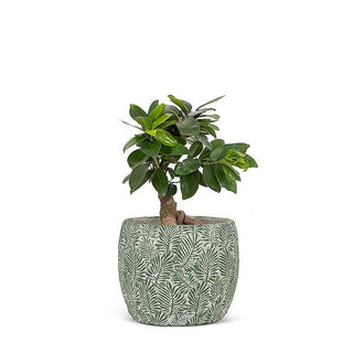 Green Leaf Planter: Medium (7"D)