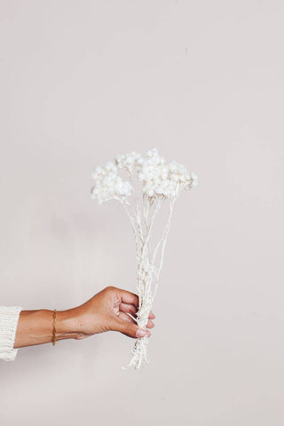 Preserved White Immortelle Flower