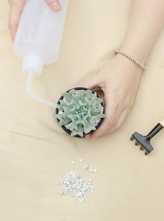 500ml Plastic Squeeze Watering Bottle for Succulent & Cactus: Blue