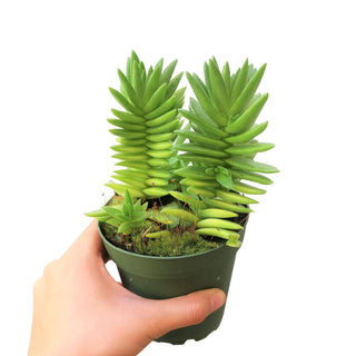 Red Pagoda Shark Tooth -Crassula capitella 2/4in: 2 inch