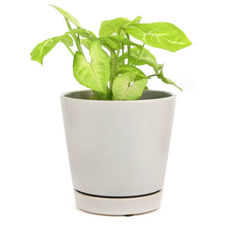 6 inch Gray Minimalist Pot with Saucer - Pot for Houseplants
