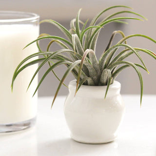 Rotund White Glazed Ceramic Mini Pot, Air Plant Holder