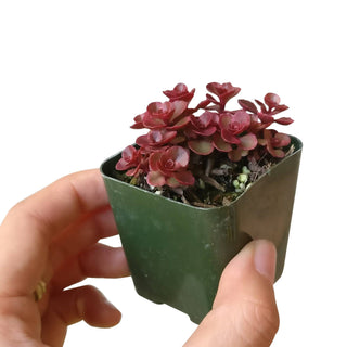 Dragon's Blood Sedum - Halloween Plant Decor - 2/4 inch Pot: 2 inch