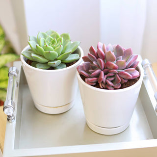 4 inch White Minimalist Pot with Saucer - Pot for Houseplant