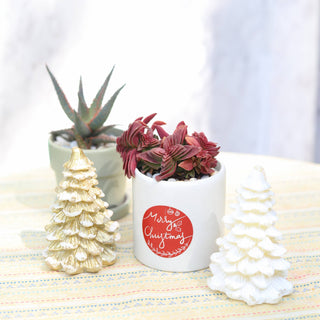 Red Pagoda Shark Tooth -Crassula capitella 2/4in: 2 inch