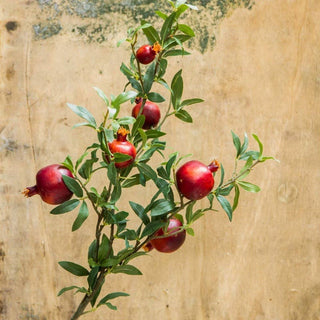 Big Fruit Faux Pomegranate Stem 32" Tall: Red / Five Stems