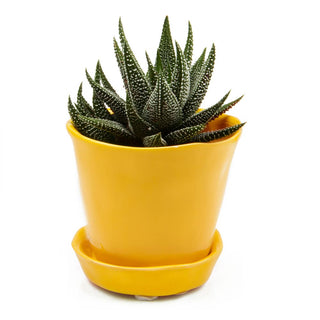 Tika Ceramic Pots and Planters