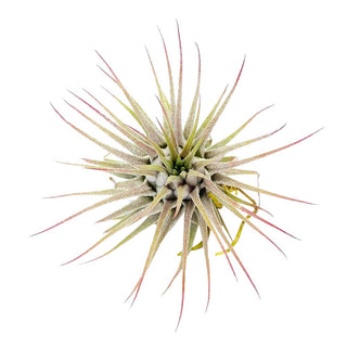 Live Ionantha Guatemala Air Plant 2.5" Wide or Tall