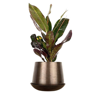 Joe Metal Flower Pots And Planters With Drainage Hole Saucer: White & Copper / 5"