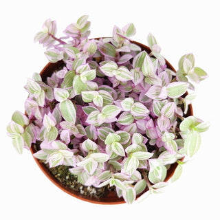 Callisia repens f. variegata 'Pink Lady' Plant 2/4/6 inch: 4 inch