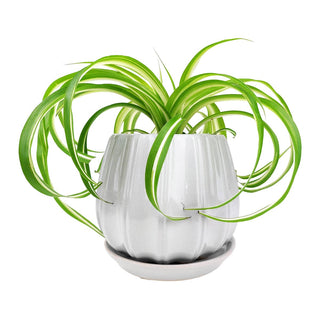 6" Grey Ceramic Contour Planter with Drainage Hole & Saucer