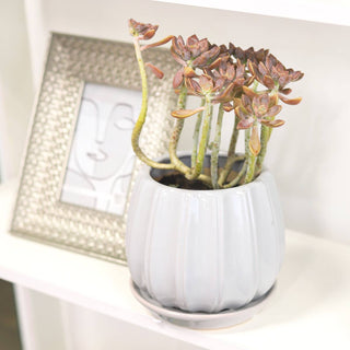 6" Grey Ceramic Contour Planter with Drainage Hole & Saucer