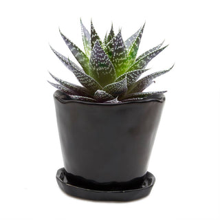 Tika Ceramic Pots and Planters