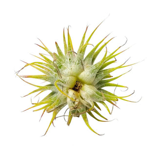 Live Ionantha Guatemala Air Plant 2.5" Wide or Tall