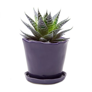 Tika Ceramic Pots and Planters