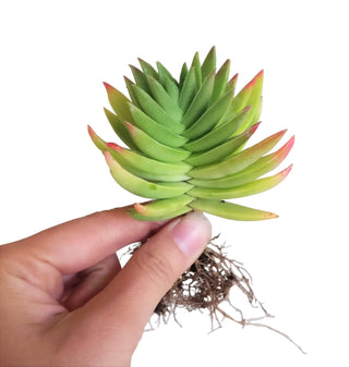 Red Pagoda Shark Tooth -Crassula capitella 2/4in: 2 inch