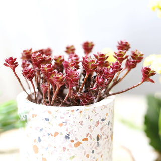 Dragon's Blood Sedum - Halloween Plant Decor - 2/4 inch Pot: 2 inch