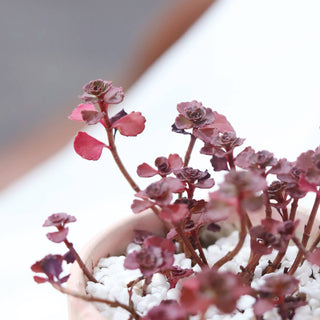 Dragon's Blood Sedum - Halloween Plant Decor - 2/4 inch Pot: 2 inch