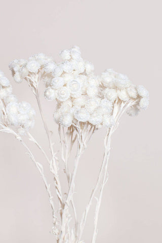 Preserved White Immortelle Flower