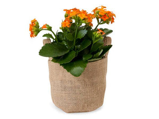 Burlap Basket & Plant Containers: Burlap Round / 12 Pack / Small 4.5"