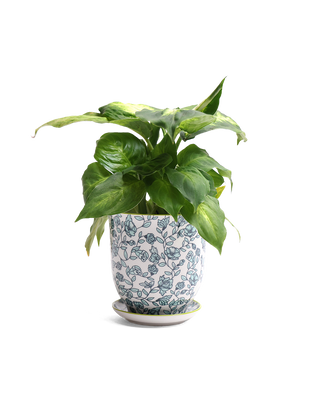 Liberte  Indoor plant pots with drainage 3 & 5 inch planter: Blue Leaves / 4.25"