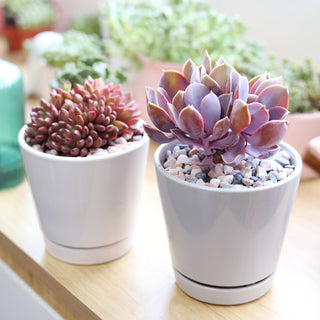 6 inch Gray Minimalist Pot with Saucer - Pot for Houseplants