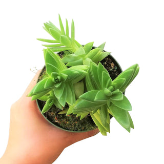 Red Pagoda Shark Tooth -Crassula capitella 2/4in: 2 inch