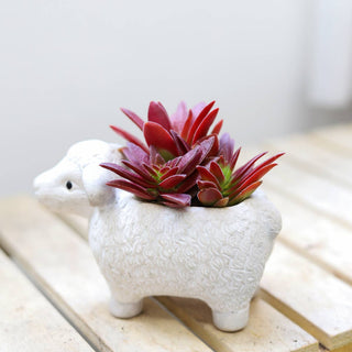 Red Pagoda Shark Tooth -Crassula capitella 2/4in: 2 inch