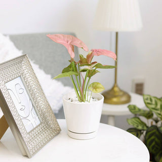 4 inch White Minimalist Pot with Saucer - Pot for Houseplant
