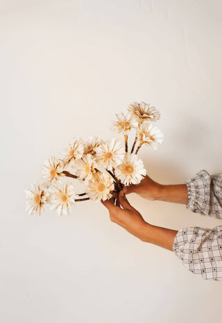 Dried Cream Protea Rosettes