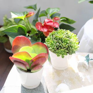 4 inch White Minimalist Pot with Saucer - Pot for Houseplant