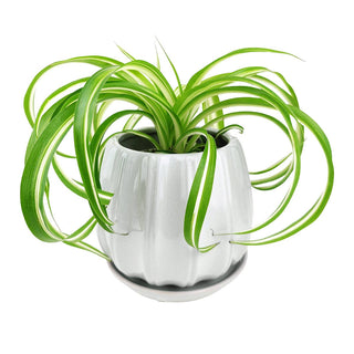 6" Grey Ceramic Contour Planter with Drainage Hole & Saucer