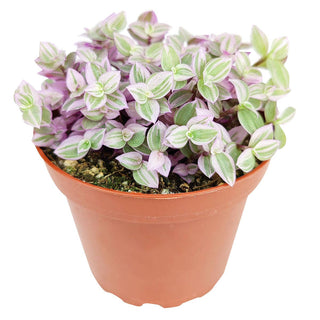 Callisia repens f. variegata 'Pink Lady' Plant 2/4/6 inch: 4 inch