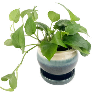 6" Dark Blue Ceramic Pot with Cream Rim & Attached Saucer