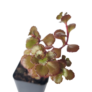 Dragon's Blood Sedum - Halloween Plant Decor - 2/4 inch Pot: 2 inch