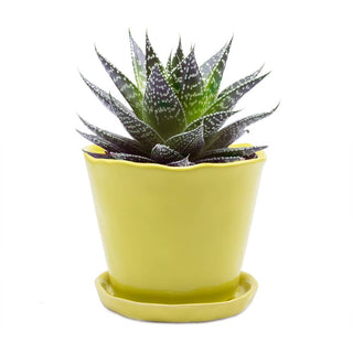 Tika Ceramic Pots and Planters