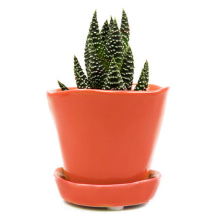 Tika Ceramic Pots and Planters
