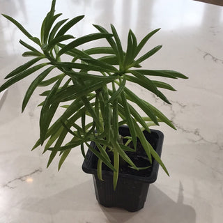 Peperomia ‘Green Bean’ - 3” plant