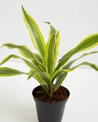 Dracaena Lemon Lime - 4” plant