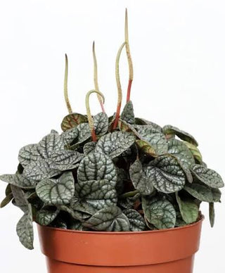 Peperomia Greyhound 4"