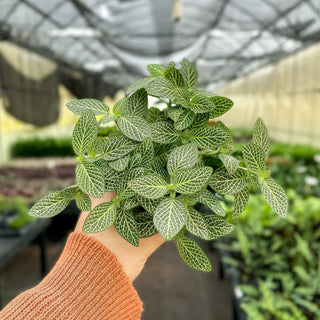 Fittonia Nerve Plant - 4" Live Plant: Red