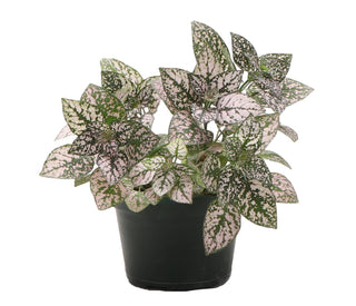 Pink Splash Plant - 4" Plant