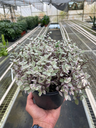 Tradescantia Zebrina 'Pink Panther' - 4" Pot