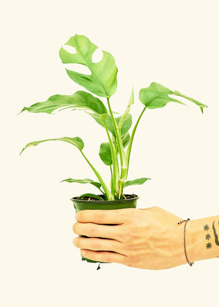 Mini Monstera ‘split leaf’ - 4”