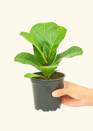 Fiddle Leaf Fig - 4” plant