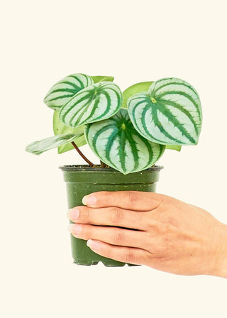 Watermelon Peperomia - 4” plant