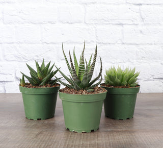 Haworthia Plant 2"