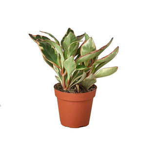 Peperomia 'Ginny' - 4” plant