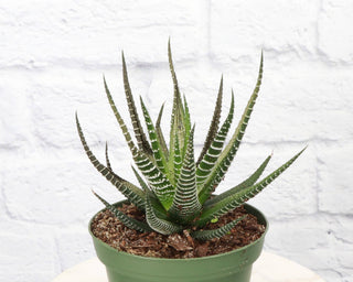 Haworthia Plant 2"